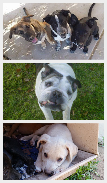Three photos of dogs